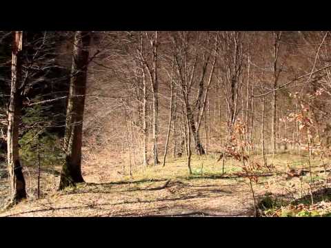 Vis de primavara la Negulesti - Judetul Neamt