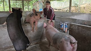 Inseminate sows to give birth to piglets.  Raising breeding sows. ( Ep 249 )