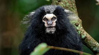 Download lagu The Most Bizarre Animals in the Brazilian Jungle mp3