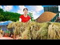 Harvesting Rice In The Village The Autumn Fields Are Full And Heavy Phuong Harvest Life