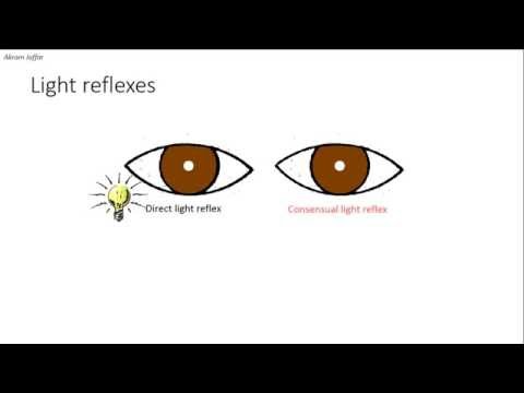  Anatomie eines  Pupillenreflexes