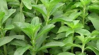 Cultivo de Stevia, Endulzantes Naturales con Futuro - TvAgro por Juan Gonzalo Angel