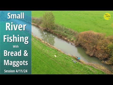 Simple Small River Float Fishing With Bread & Maggots - Autumn Fishing - 4/11/24 (Video 529)