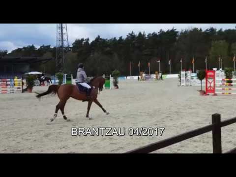 Stall VÖLZ - Hengst BRANTZAU v. Baloubet du Rouet, Turnier Luhmühlen 04-2017