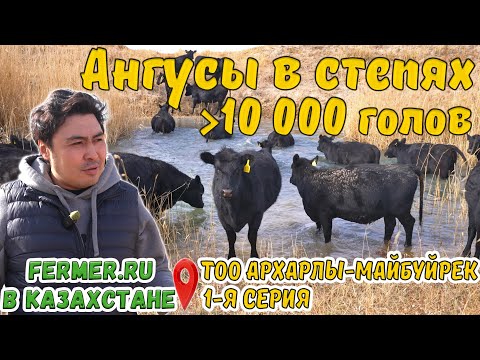 Angus land. 10 months of grazing. Arkharly-Maybuyrek LLC breeding farm. An oasis in the sands of ...