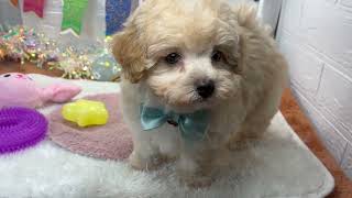 ハーフ犬の動画01