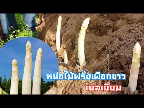 ได้อย่างรวดเร็วเรียกแรง ภาพถ่ายความอ่อนแอชาย