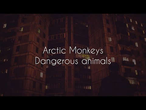 Dangerous animals // arctic monkeys lyrics