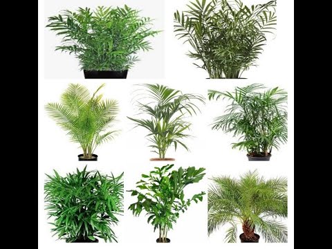 , title : '11 Popular Palm Trees for Growing Indoors | Types of Palm Trees'