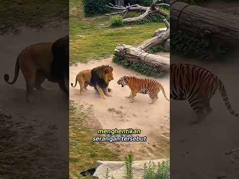 🐅 Detik-Detik Menegangkan Saat Hewan Menyerang!