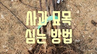 사과나무 묘목심기