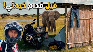 119- بوتسوانا / أغرب تجربة تخييم في حياتي.. فيلة بوتسوانا في كل مكان!