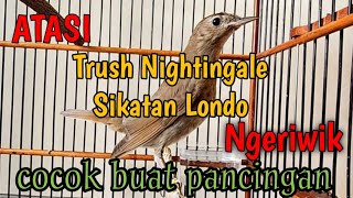 Download lagu PANCINGAN AMPUH ||MENGATASI SIKATAN LONDO TRUSH NIGHTINGALE NGERIWIK SAJA @ekobirdchanel2561 mp3