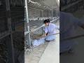 World Biggest Pigeon Farm Pigeon Pigeontraining Kabutar Kabootar
