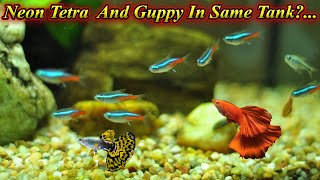 Can We Keep Guppy And Neon Tetra In Same Tank?... Do They Fight Or Communal?.. / Fish Aquarium Tamil