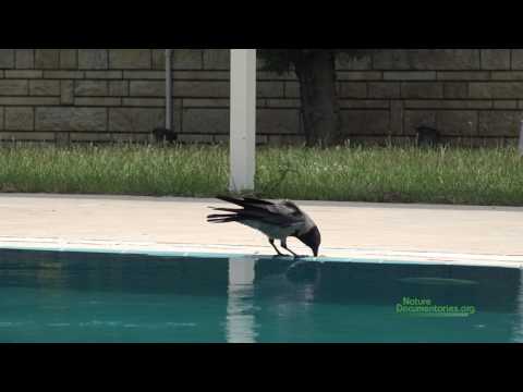 European Hooded Crow (Corvus cornix) Hydrating Food in a Swimming Pool