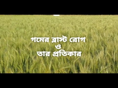 গমের ব্লাস্ট রোগ ও তার প্রতিকার