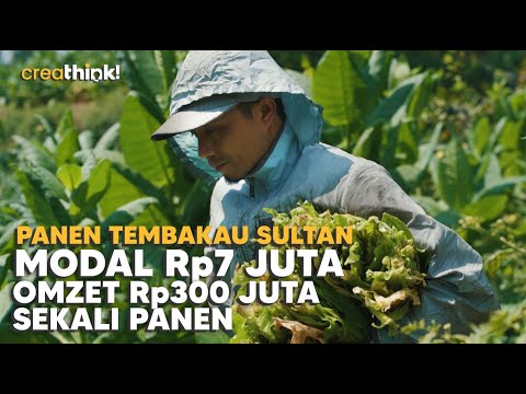 Trik Cerdas Jual Tembakau Lembutan Istimewa dari Temanggung: Harga Tembus Rp2 Jutaan/Kg | CREATHINK!