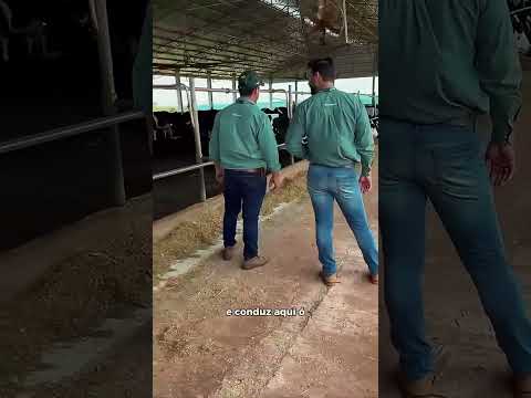 Visita do Rally à produtor em Pitangueiras #vacaleiteira  #agro #soja