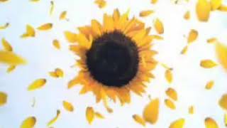 Cold Turkey - Sunflower (Transa Remix)