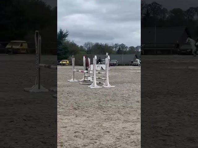 Mare Origin Recorded For sale 2020 Grey