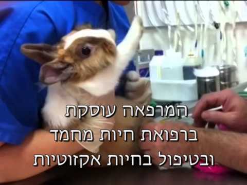 תמונה של וטרינרים מסביב לשעון