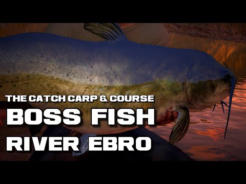 The Catch Carp & Coarse | Boss Fish The Emperor River Ebro