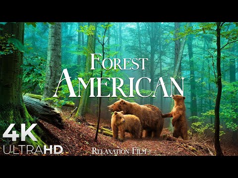 FOREST 4K ???? American Nature Relaxation Film - Peaceful Relaxing Music - 4k Video UltraHD