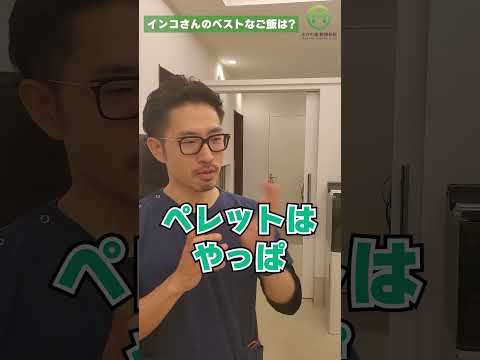 インコを飼いならす方法は？信頼を得る 4 つのヒントとコツ  庭園