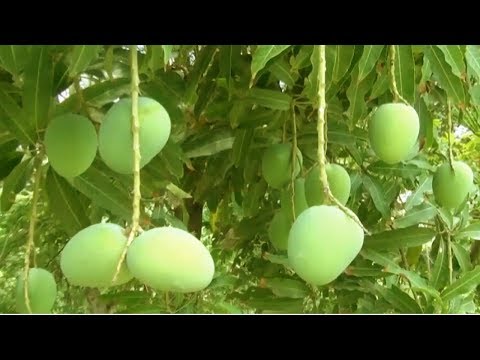 , title : 'Starting a Business - Mango Farm Maintenance and Mango Tree Smart Farming Business Plan'