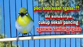 Download lagu Pleci Ngeriwik Sambung Ngalas || Pancingan Pleci Bustomi Gacor Ampuh mp3