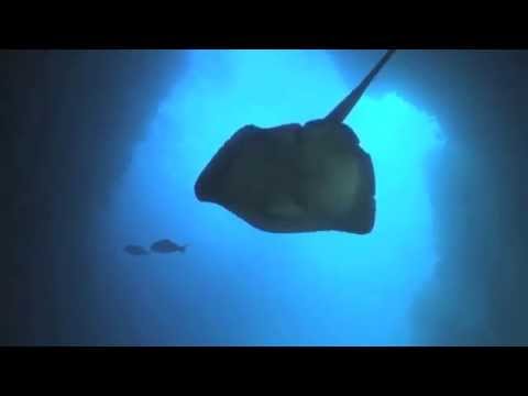 Our Big Blue Backyard