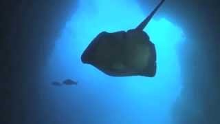 Our Big Blue Backyard