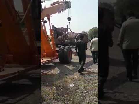 20' brown neem wood round log