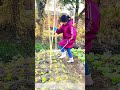 Planting Future Vines The Backyard Trick For Perfect Bean Poles
