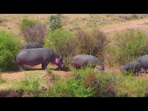 African Animals Cam 03-07-2018 23:12:20 - 03-08-2018 00:12:22