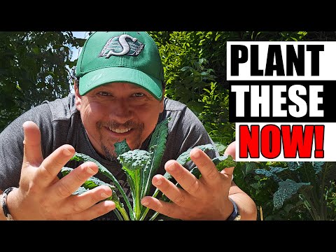 How To Grow Strawberries From Runners Tips and Tricks 2019