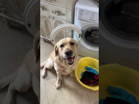 Дени стирает вещи Мэни😁