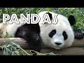 All About Pandas for Kids - FreeSchool