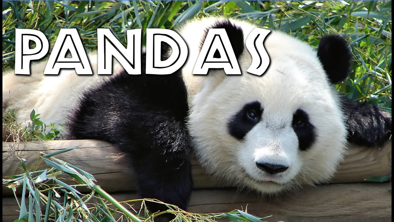 All About Pandas for Kids - FreeSchool