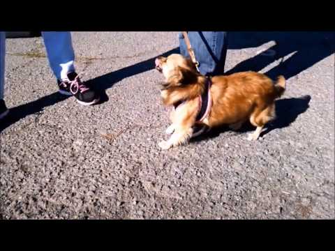 download lagu mp3 mp4 Snipca, download lagu Snipca gratis, unduh video klip Snipca