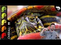 Painted Turtle The Best Pet Turtle