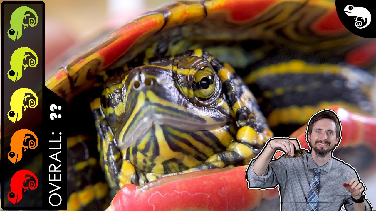 Painted Turtle, The Best Pet Turtle?