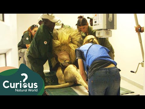 Treating Lions With Medical Problems | Wild Animal Rescue | Curious?: Natural World