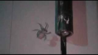 rainbow connection - me first and the gimme gimmes