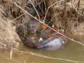 Boa constrictor en Rioja, San Martín - Perú