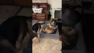 Video preview image #1 Gerberian Shepsky Puppy For Sale in Corona, CA, USA