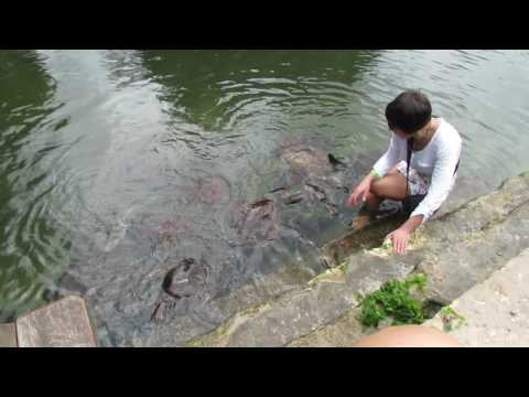 Занзибар, Нунгви, черепаший питомник