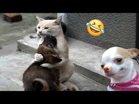 Funniest Cats And Dogs Videos ???? - Best Funny Animal Videos 2024 ????#14