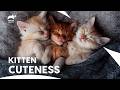 Mom Cat With Meowing Kittens Russian Blue Tuxedo Kittens Too Cute Animal Planet